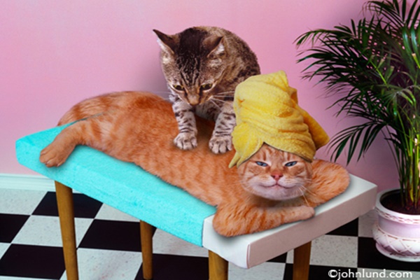 Dịch vụ spa cho mèo.