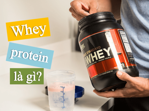 Whey Protein là gì? Tại sao gymer nào cũng nên dùng đạm Whey?